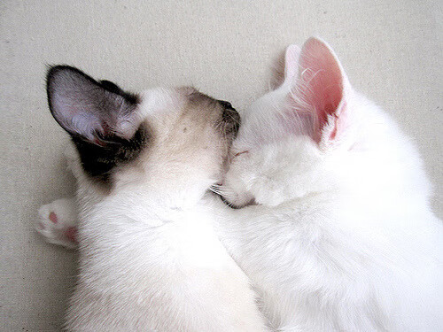 乐鱼（LEYU）体育-逆境中的“英雄联盟”：破坏者逆袭传奇，lol 破坏王