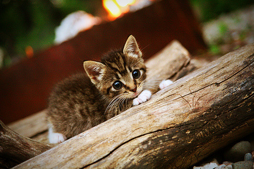 争议：波尔图遭逆转出局，欧冠止步八强！，波尔图欧冠晋级之路