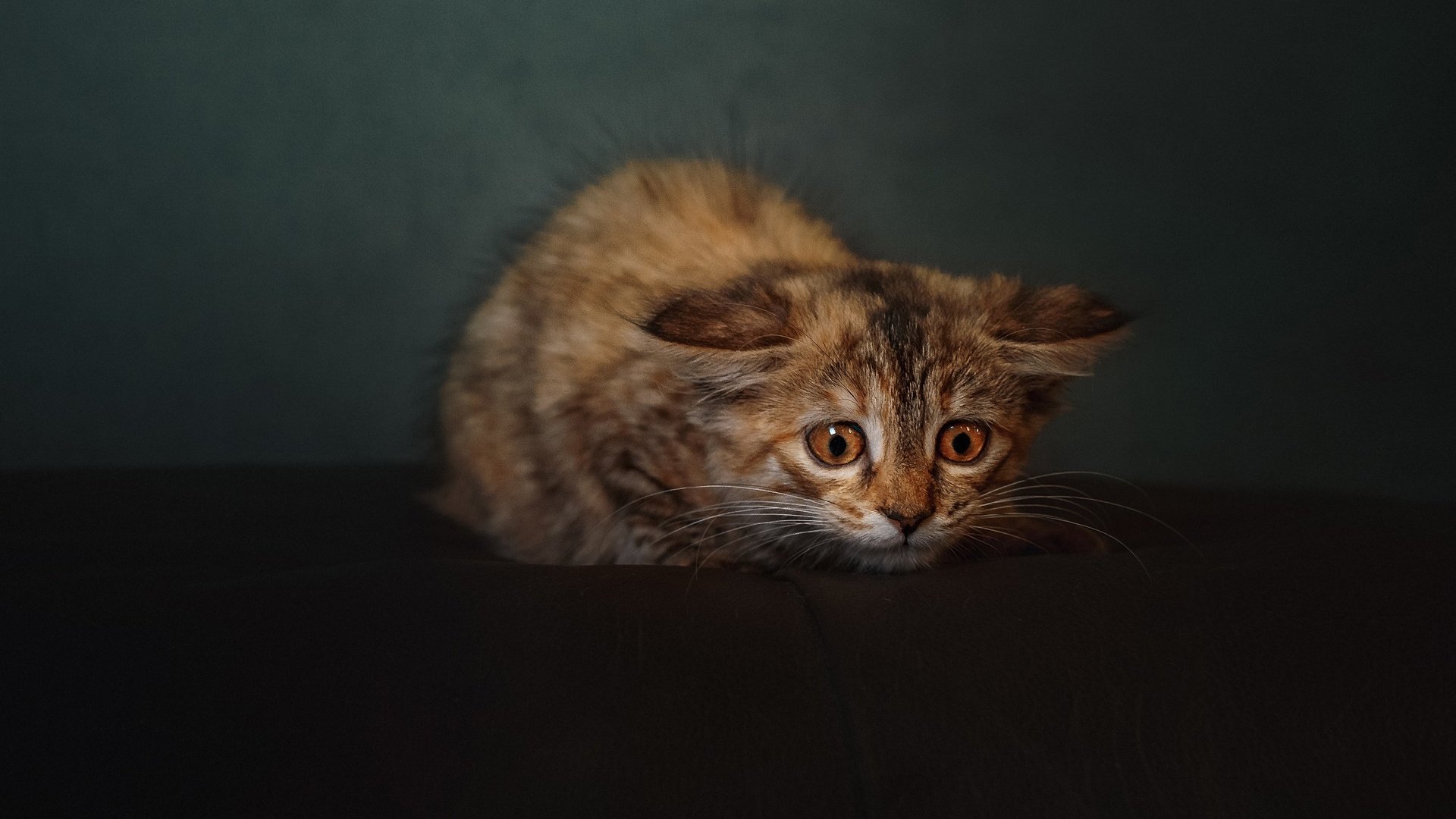 阿拉维斯球员连续进球，为球队贡献巨大，阿拉维斯转入球员